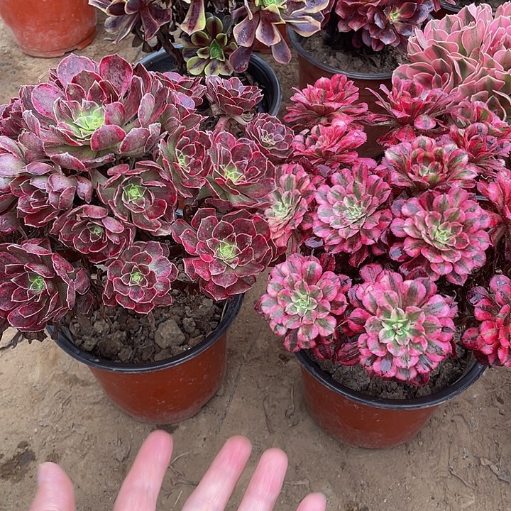 安娜➕红铜白脱土裸根