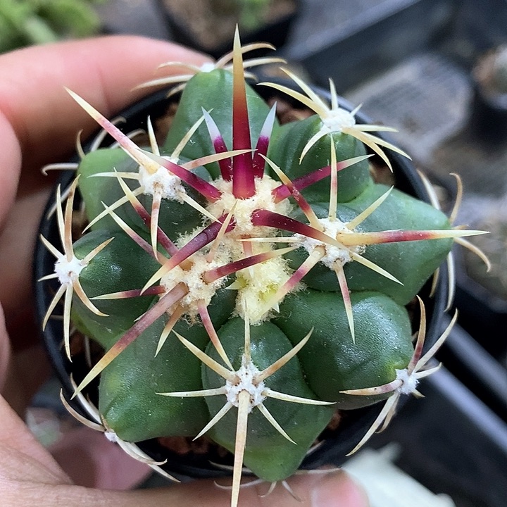 孤品实生优选粗刺强中刺大红鹰6.3cm