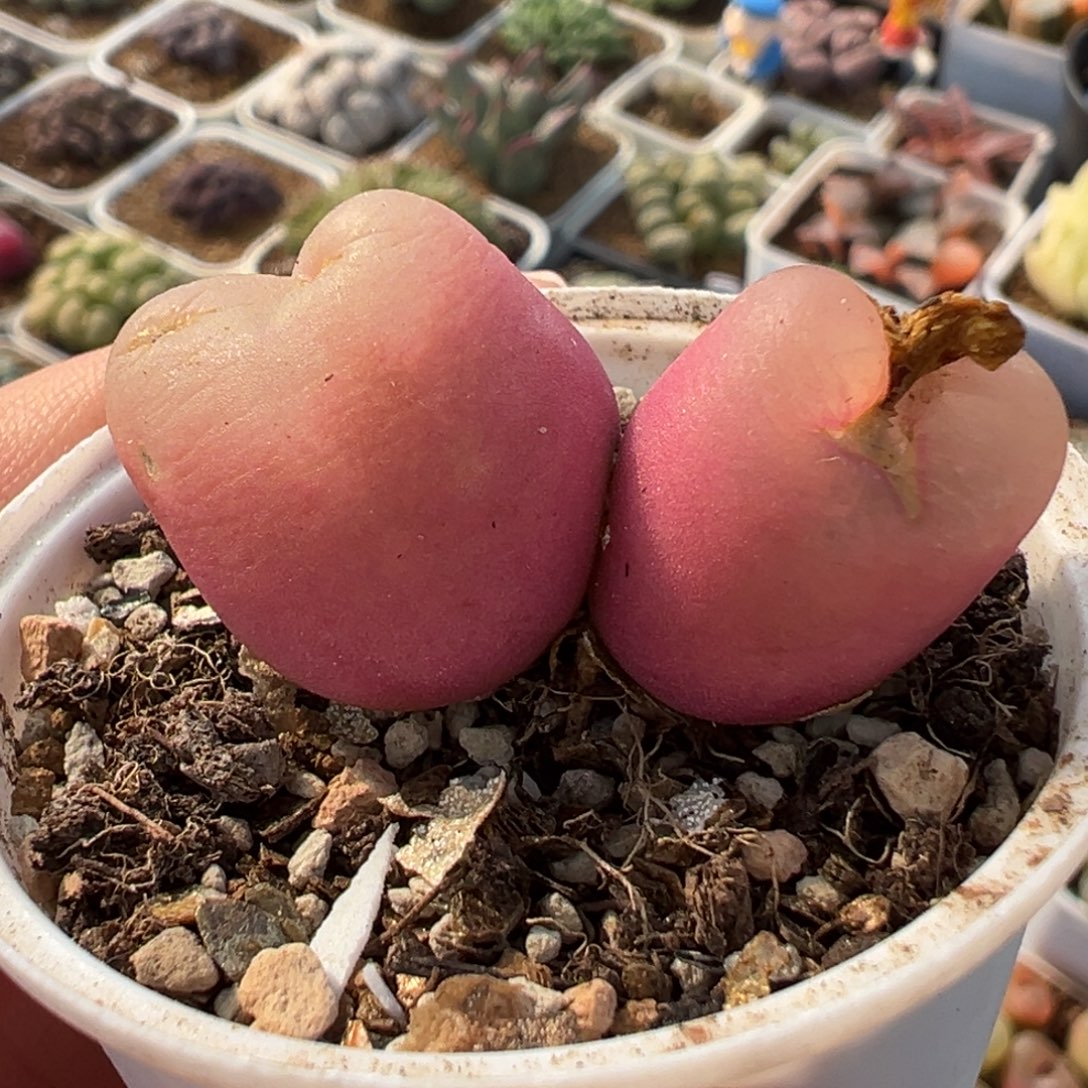 751多肉植物种类多样