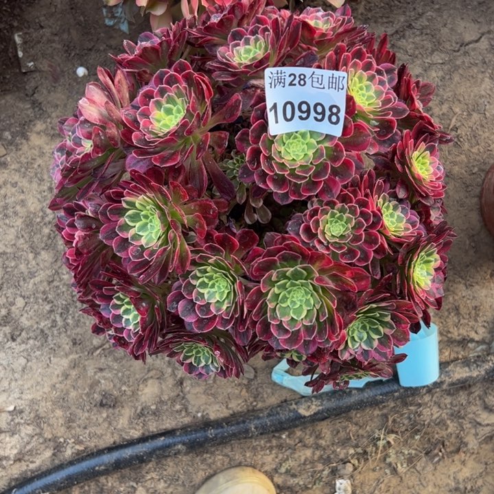 10998南朝霞多肉植物