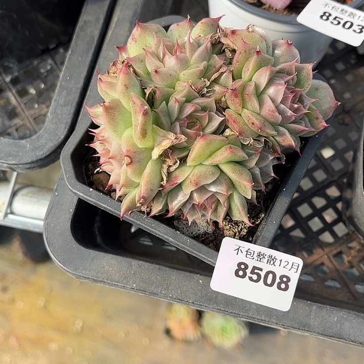 阿雅园艺。        8508麦秆