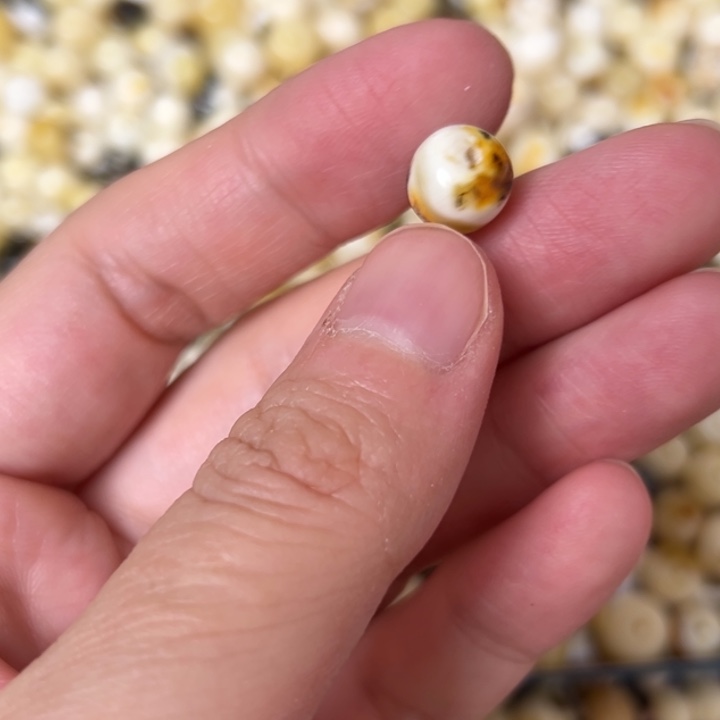 蜜蜡未镶嵌裸石9.1mm一个