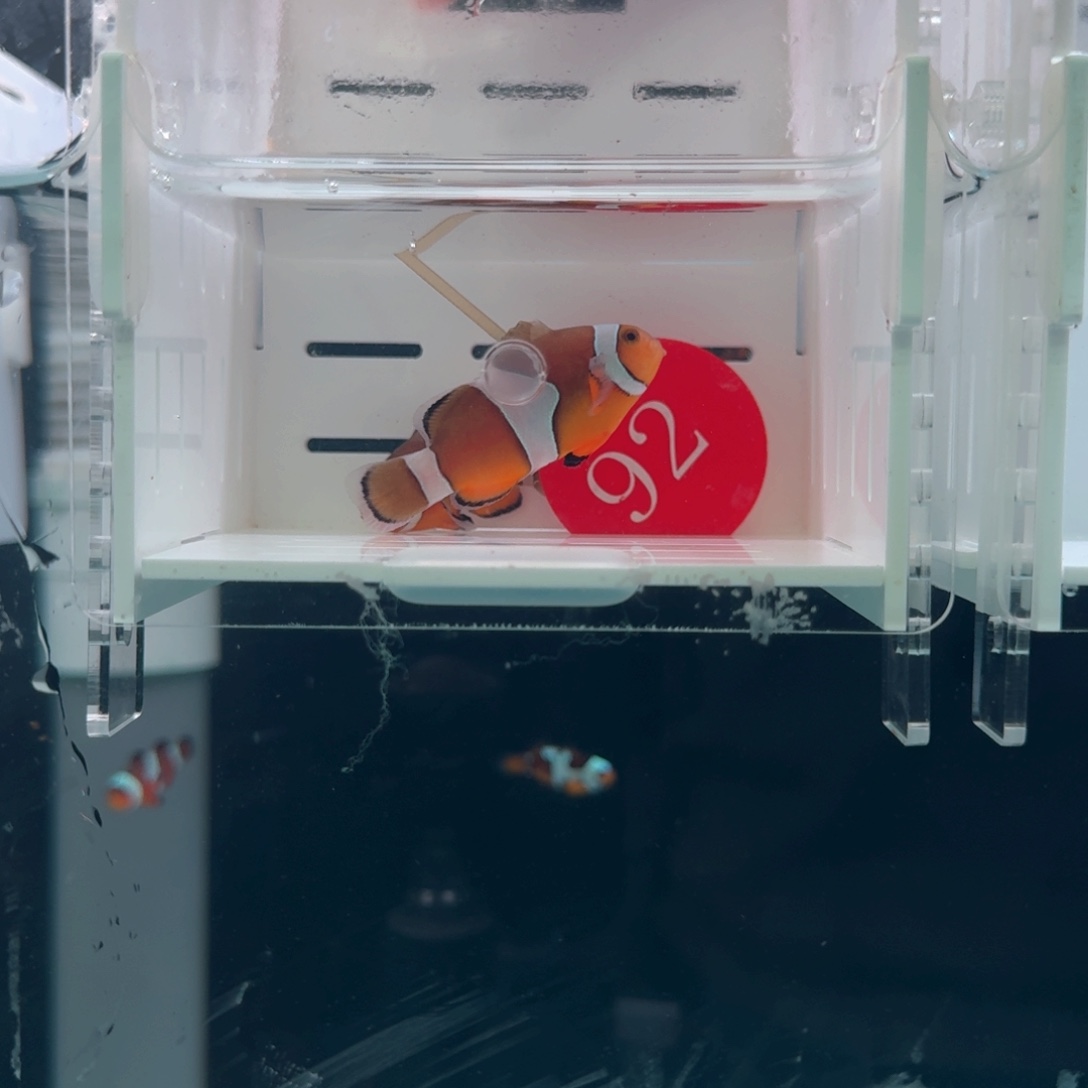 海水鱼4.5+配4+一对黑边公