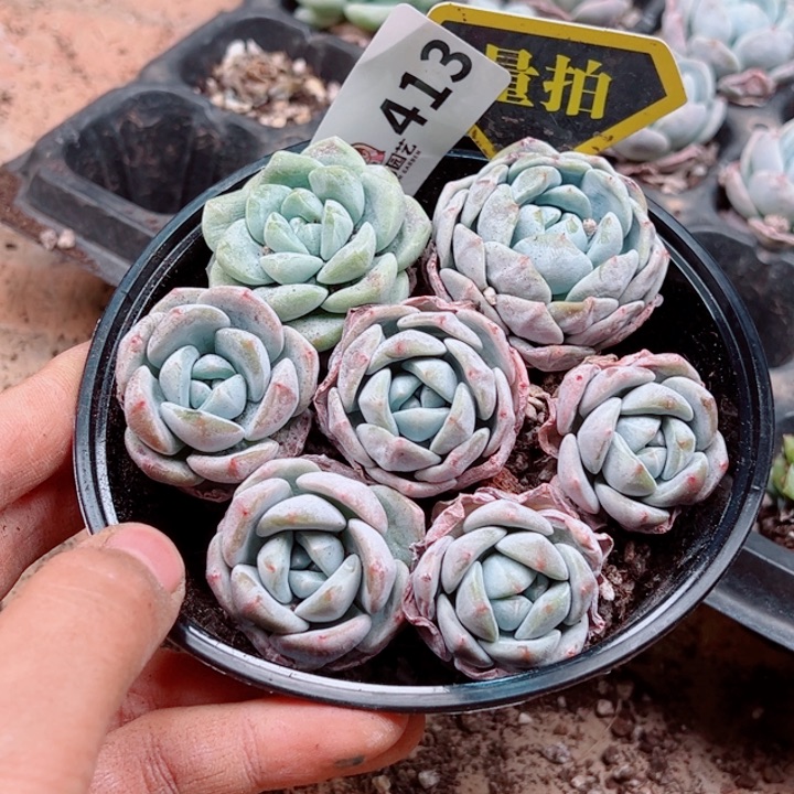 多肉植物多肉植物