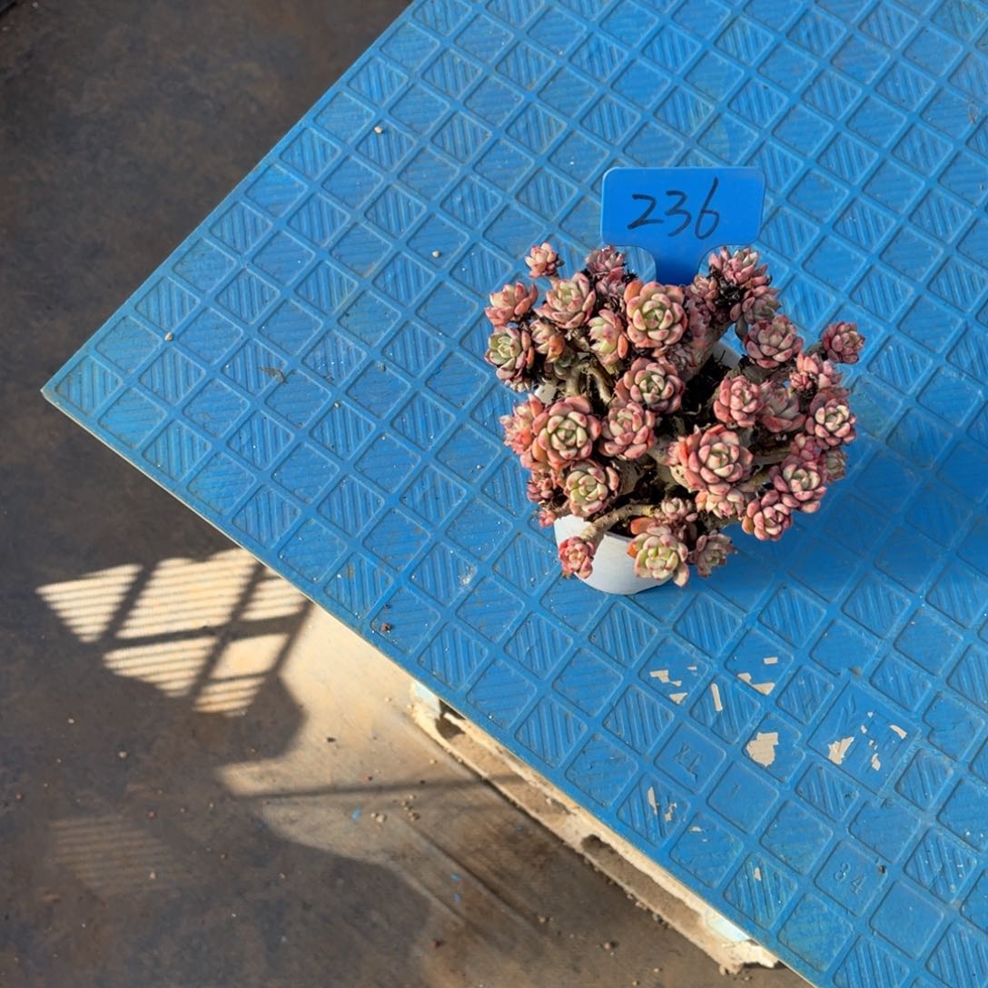 臭*宝236娜娜小勾多肉