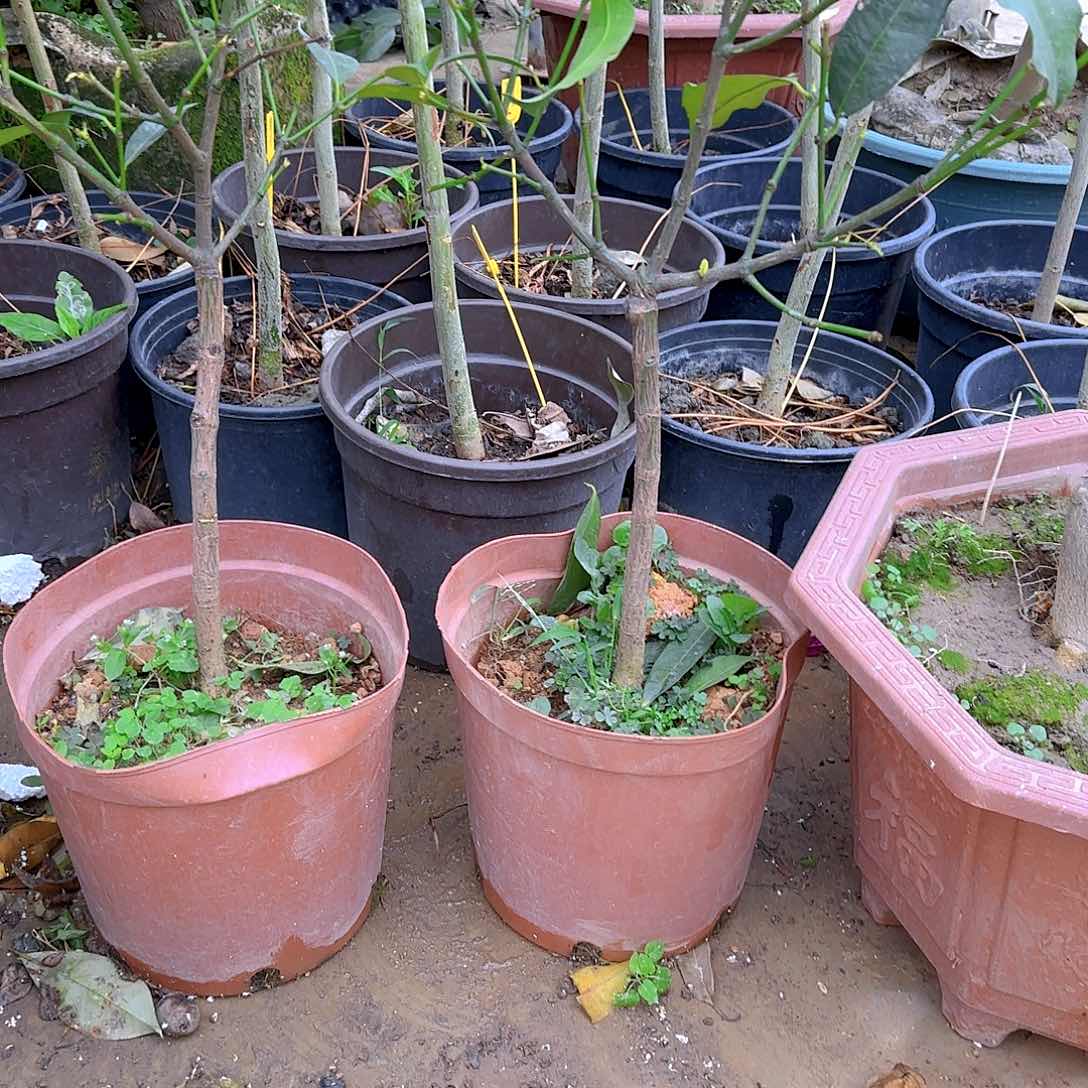 天***情果树1111111111