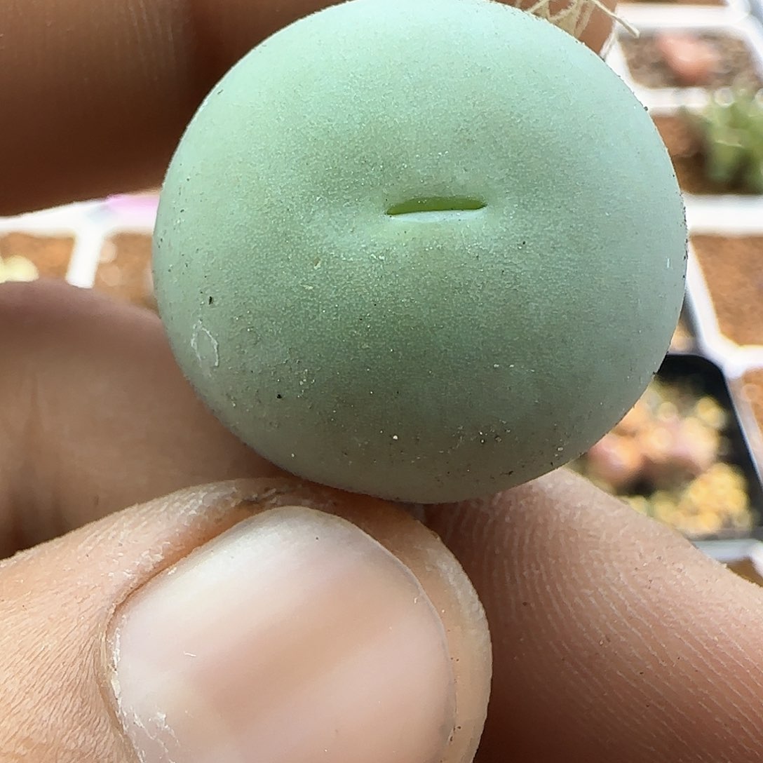 尺码2.3的鸽子蛋28298