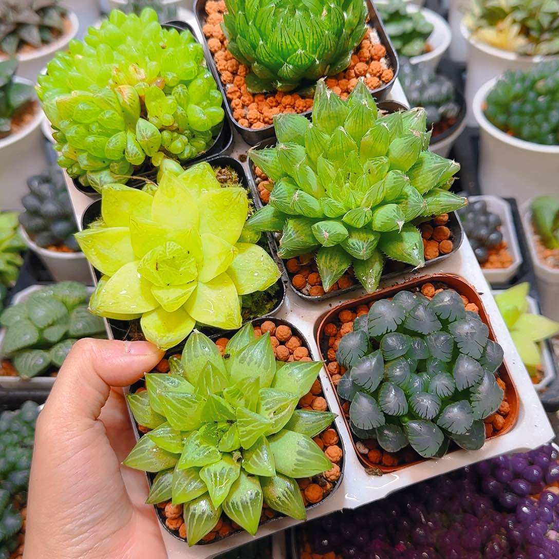 玉露六件套多肉，原盆