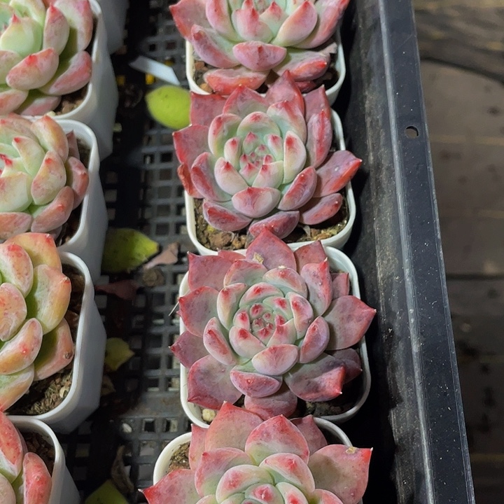 卡宴3.8带盆土发货