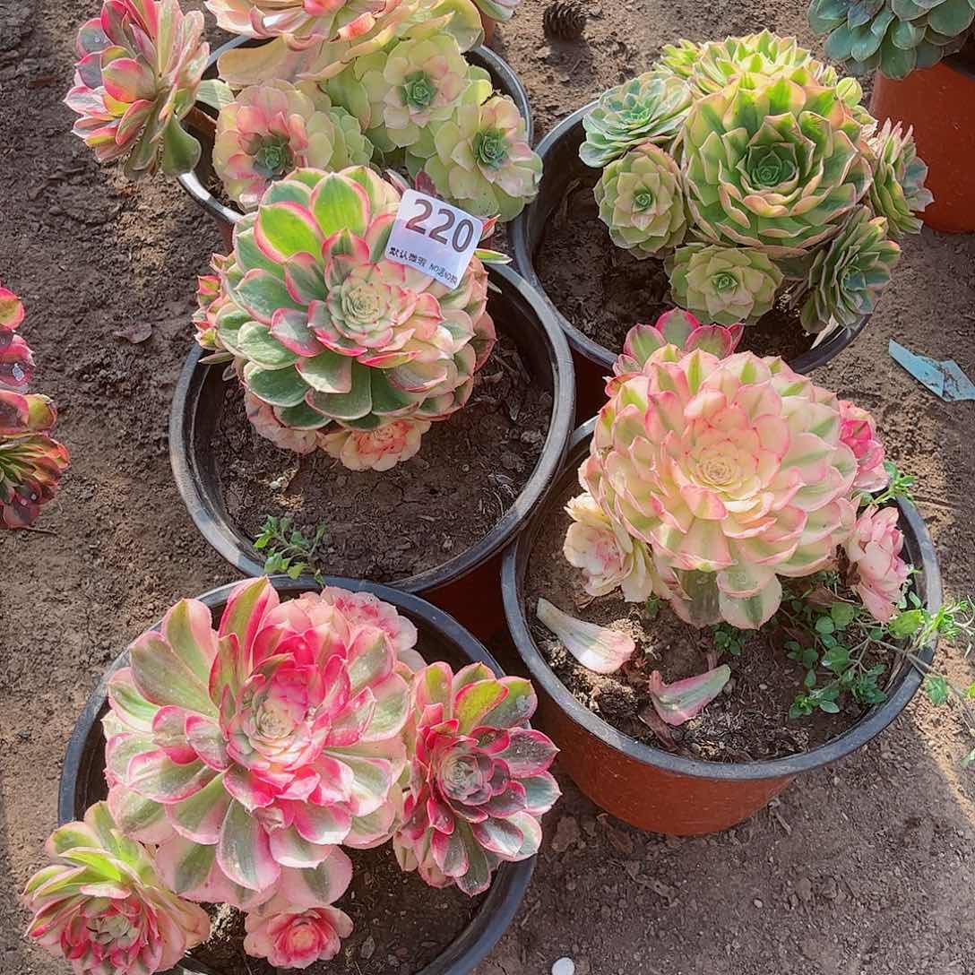 无花朵多肉植物组合220