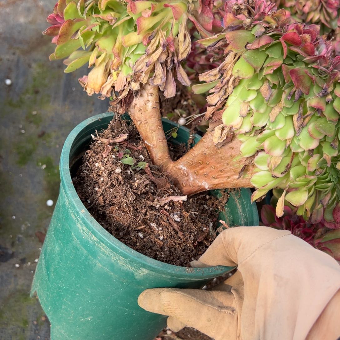 58荔枝缀一颗10多肉系