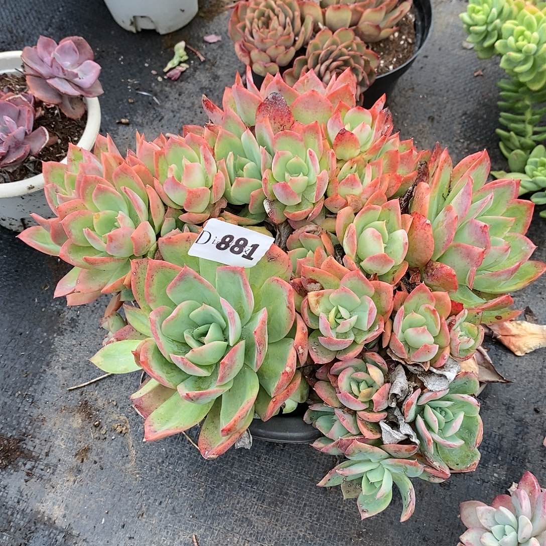 宇****媒881绮罗多肉植物