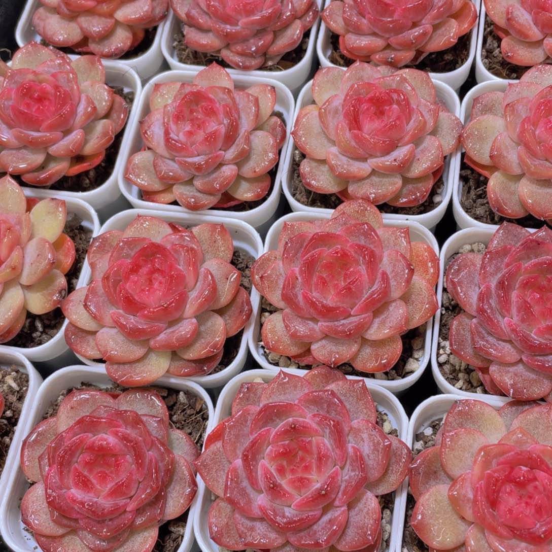 量拍76号 珍妮琥珀单头一个