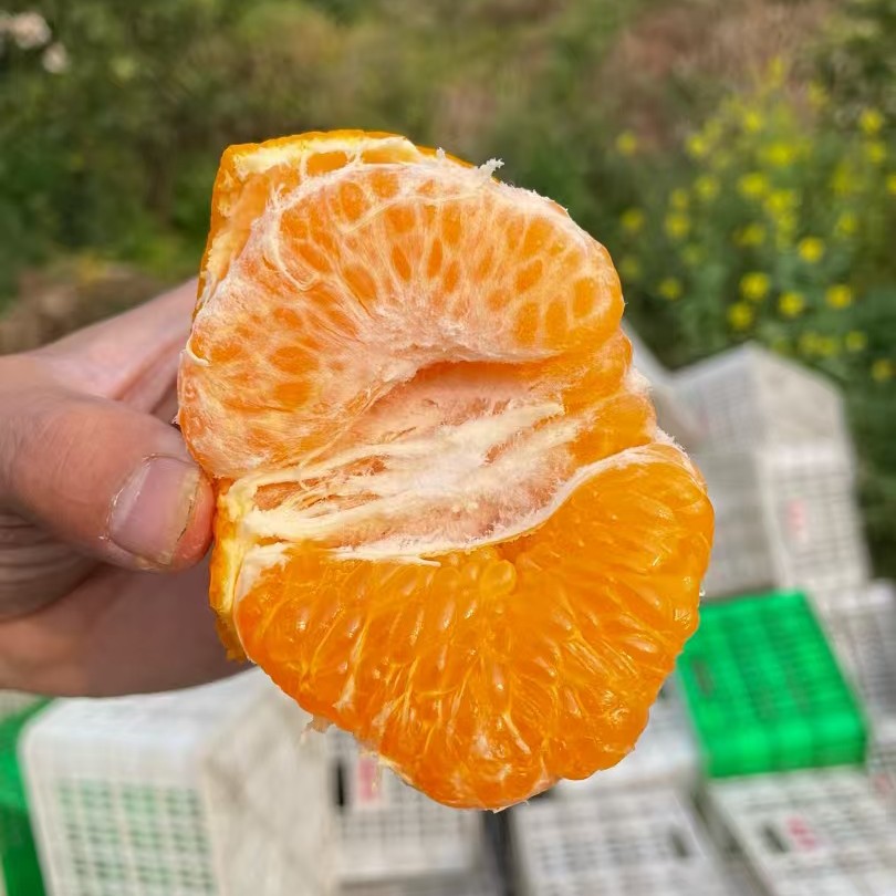 （年货活动）嘎嘎好吃的丑橘，8斤装礼盒装，包邮