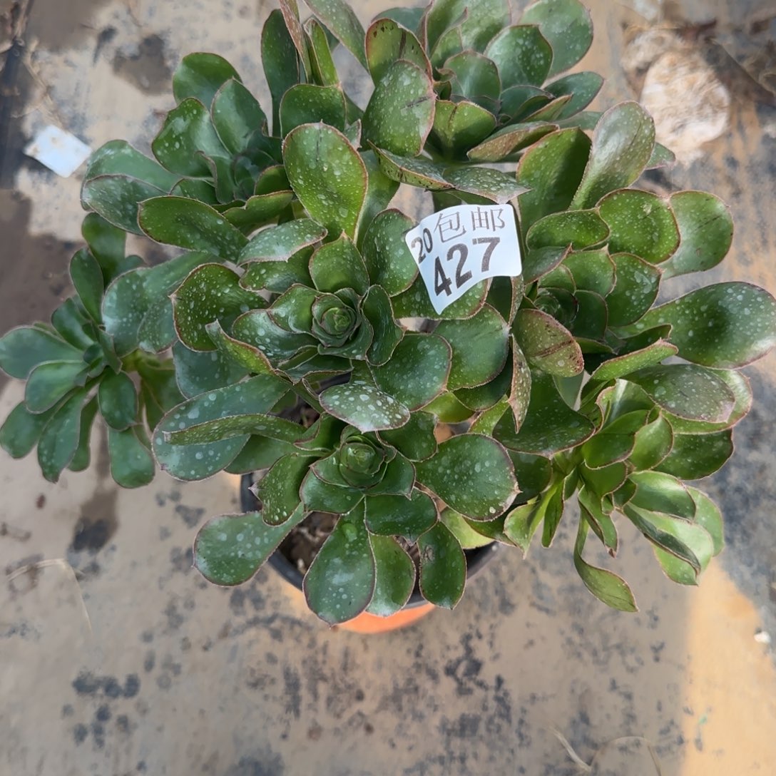 艳姿427满20包邮断枝不包