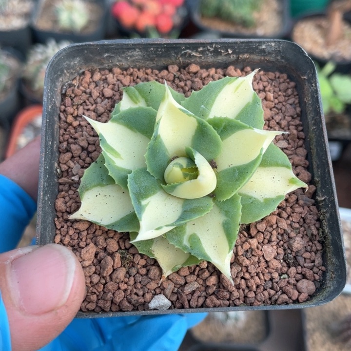 216黄中斑龙舌兰植物