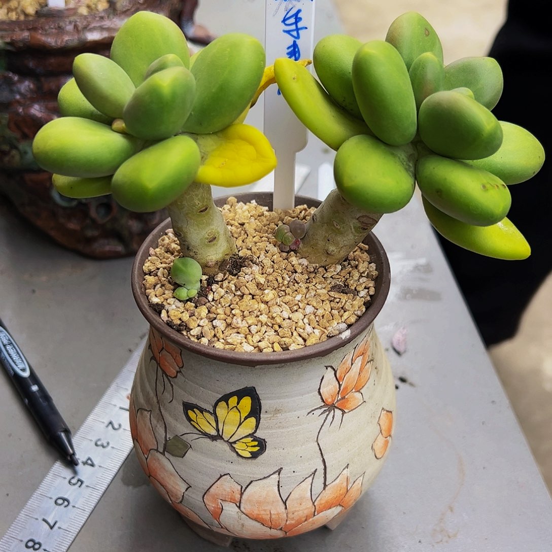 在***芮芒果奶多肉植物一颗