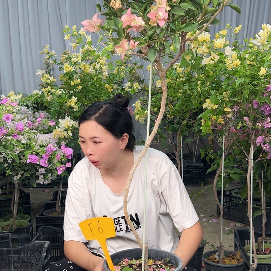 黄***.大部分花苞少量开放F6卡亚塔