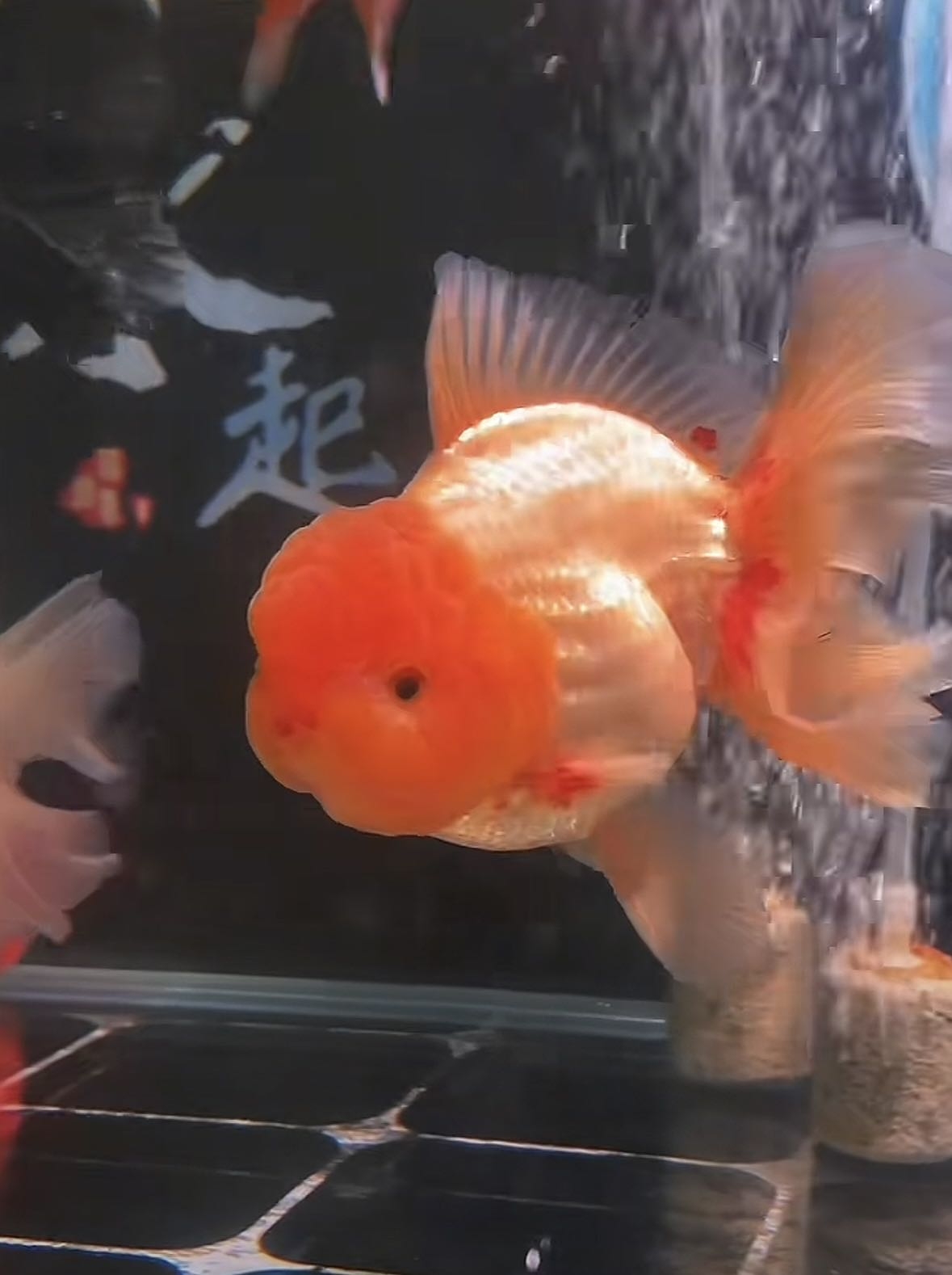 活体精品泰狮金鱼，自家渔场养殖观赏鱼（图片仅供参考）