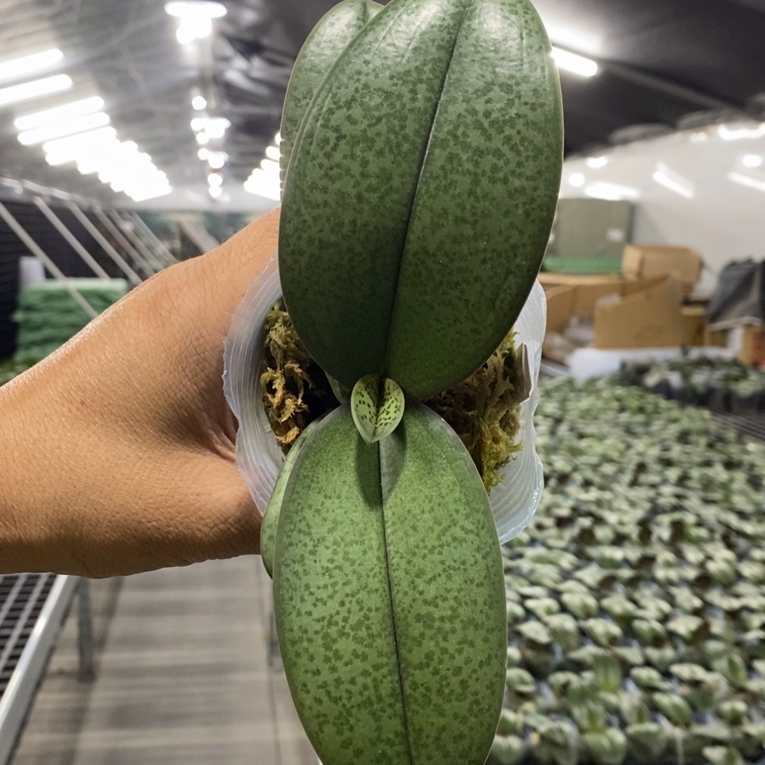 荔***茶当前无花栽培后可以开花