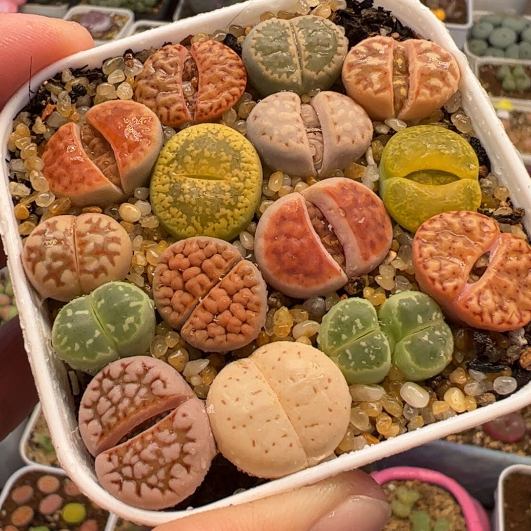 053多肉植物百科