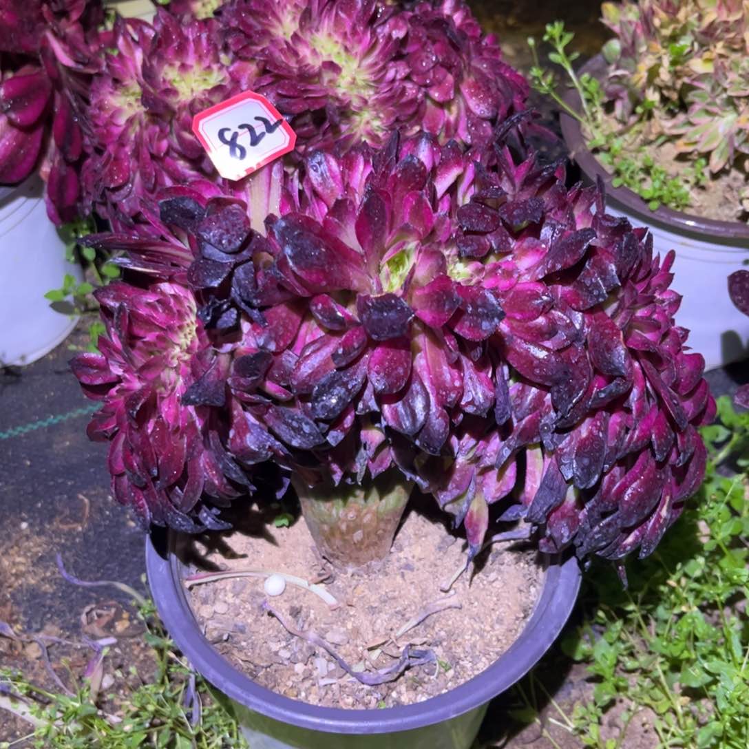 822多肉植物美姬缀化板子桩