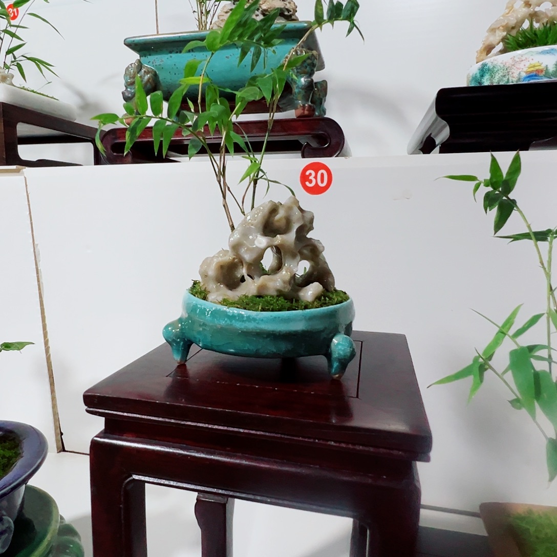 无花朵盆景，凤尾竹，玲珑石