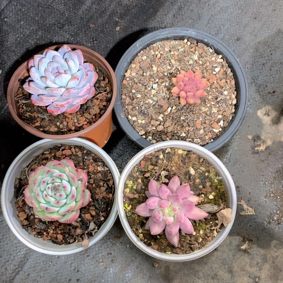 ****水多肉植物四个单头多肉