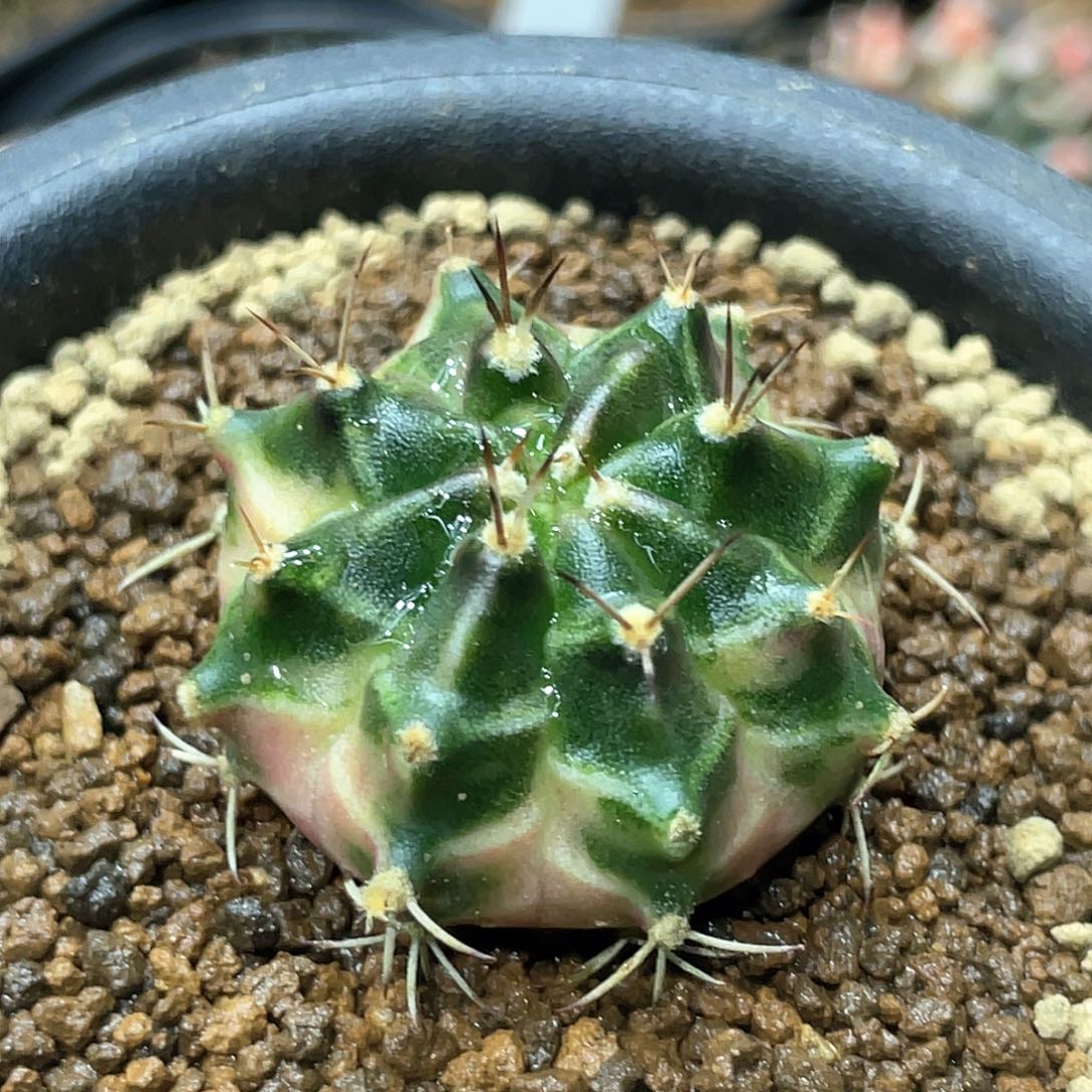 泰系实生臀锦侧芽自根