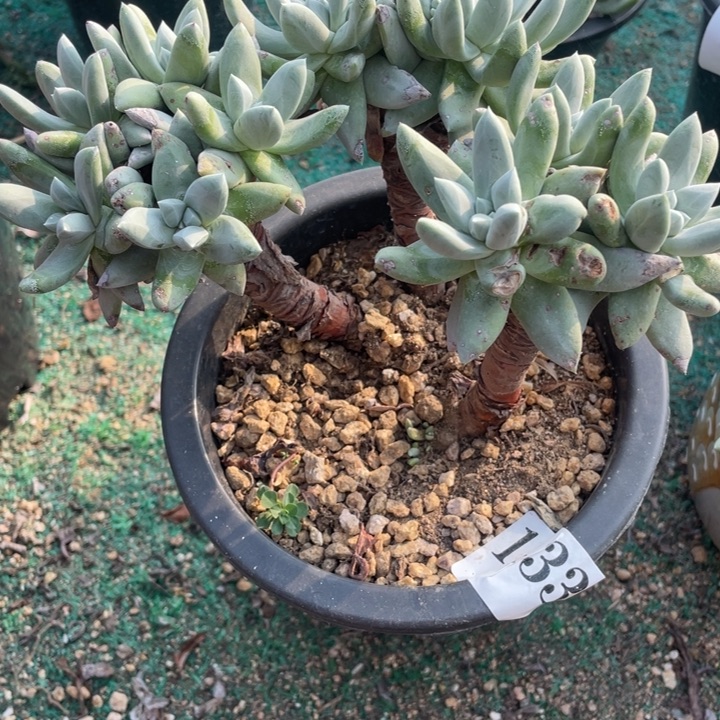 133号法瑞3代多肉植物