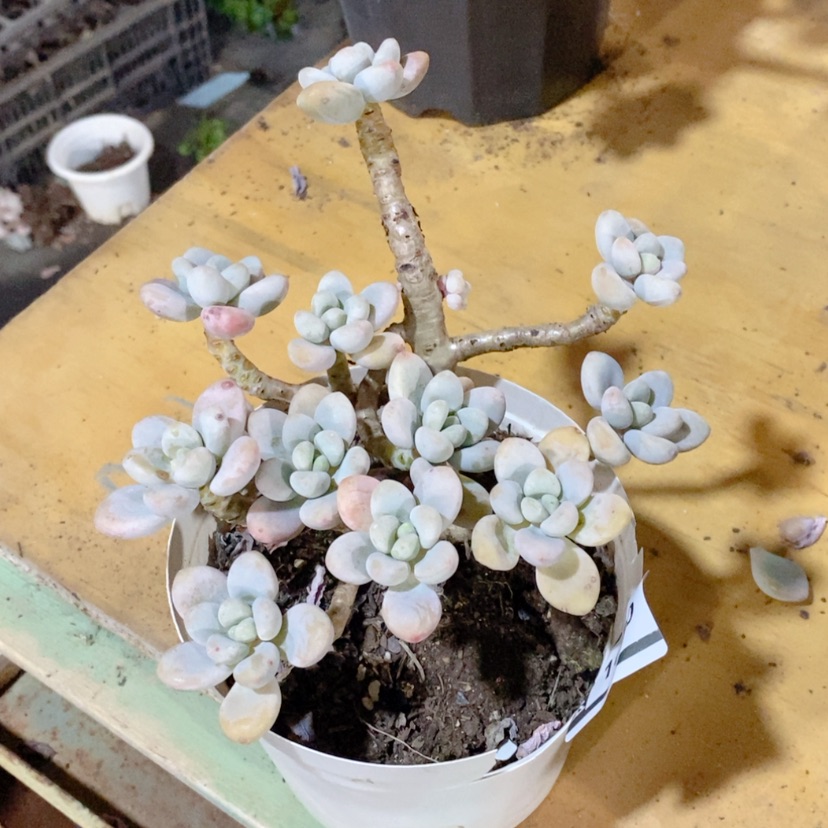 【闪购商品】洛神1650