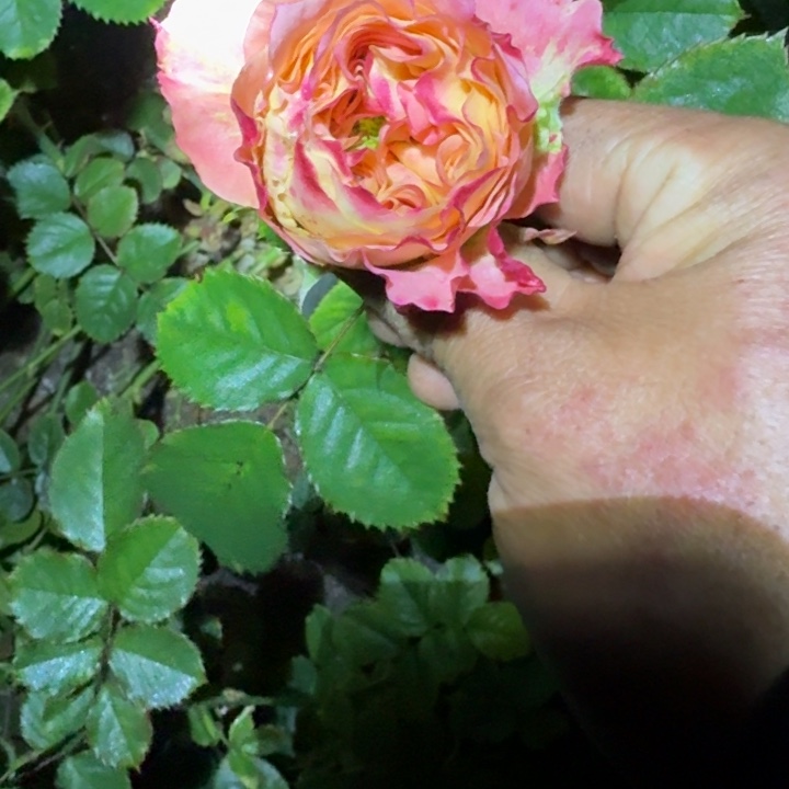 无花朵蜜桃花园裸根