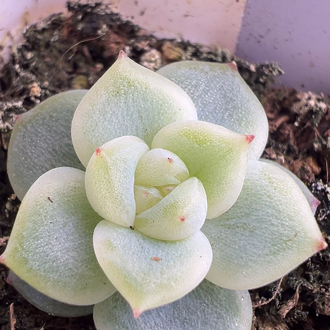 独家白珍妮。        