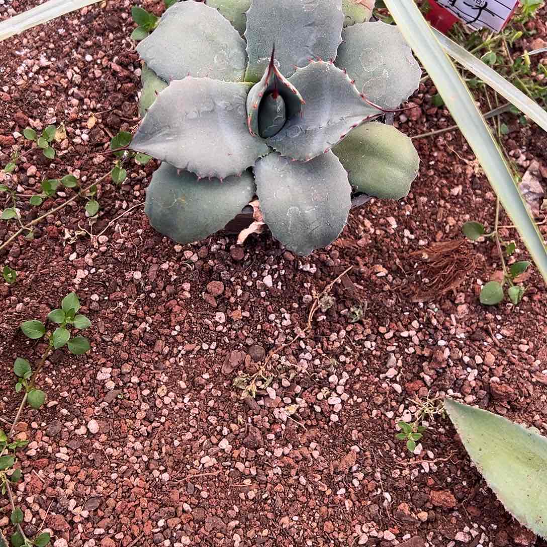 精品龙舌兰一物一拍