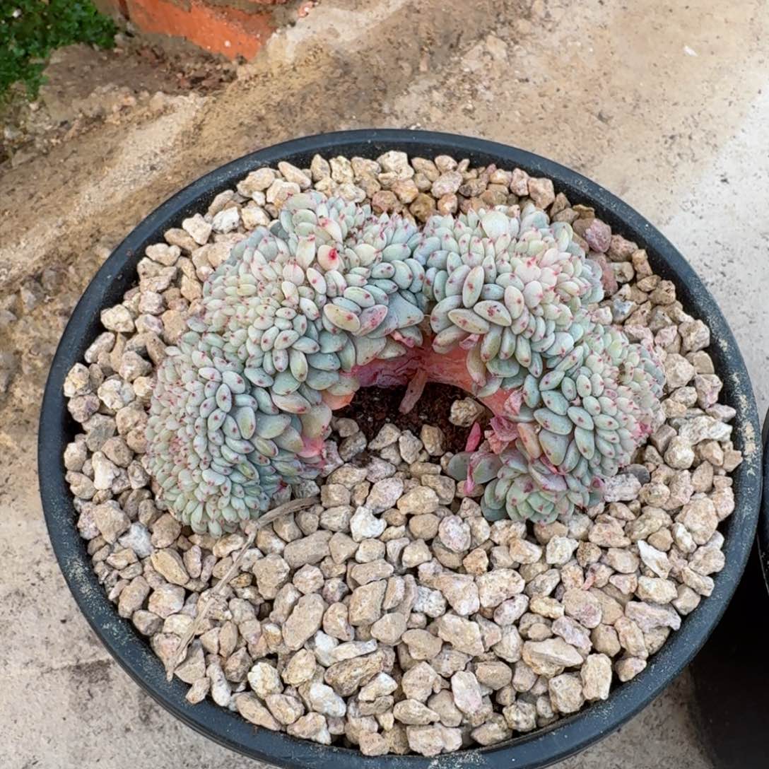 薛*多肉植物  白胖子