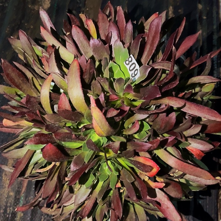 608金丝菊多肉植物