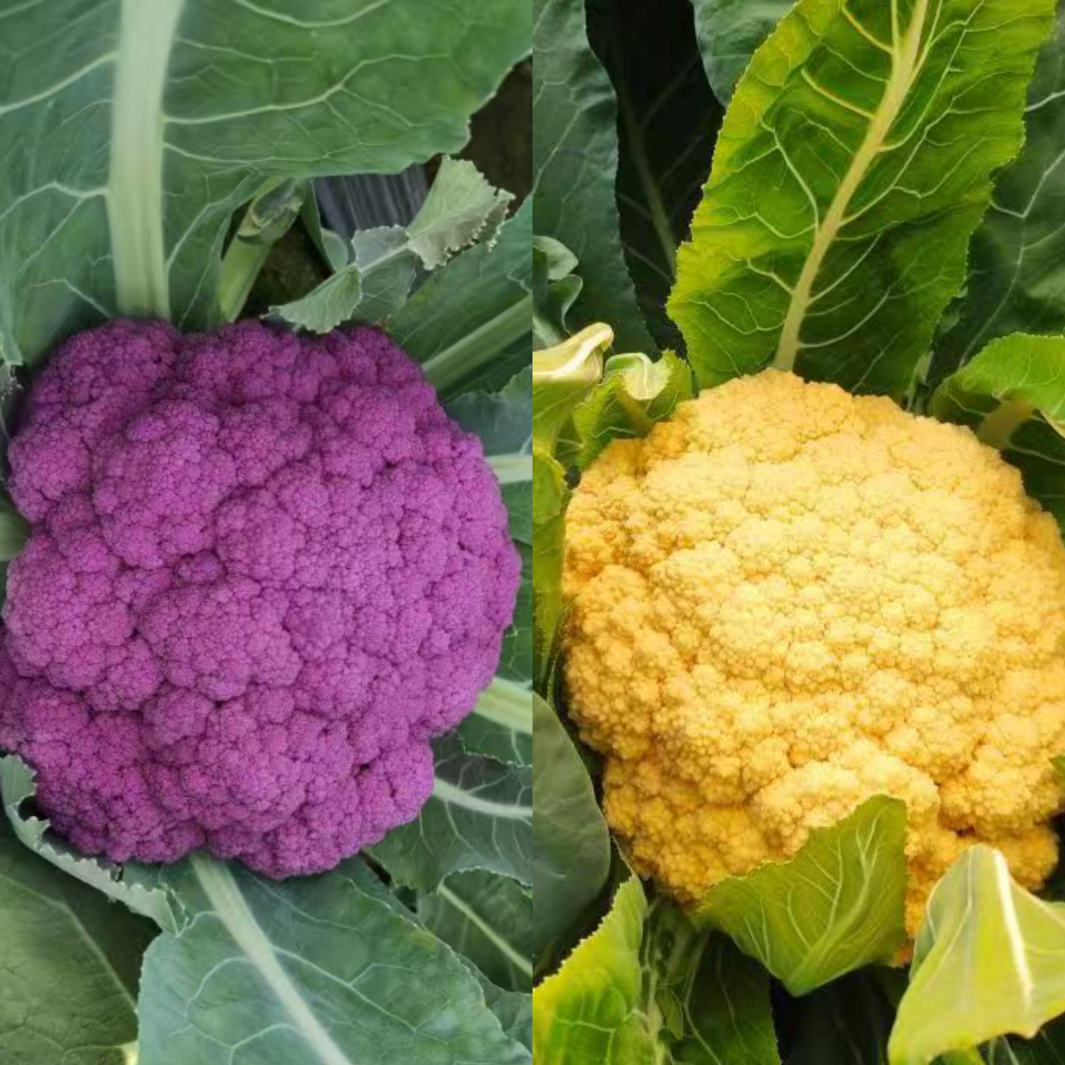 浙江省农科院新种子紫色花菜橙色花菜水果包菜种子2袋组合