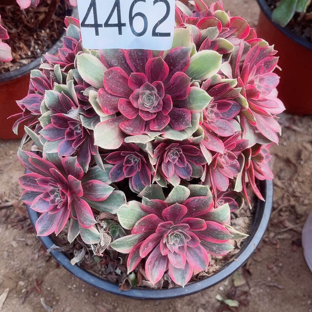 4462浣纱多肉植物