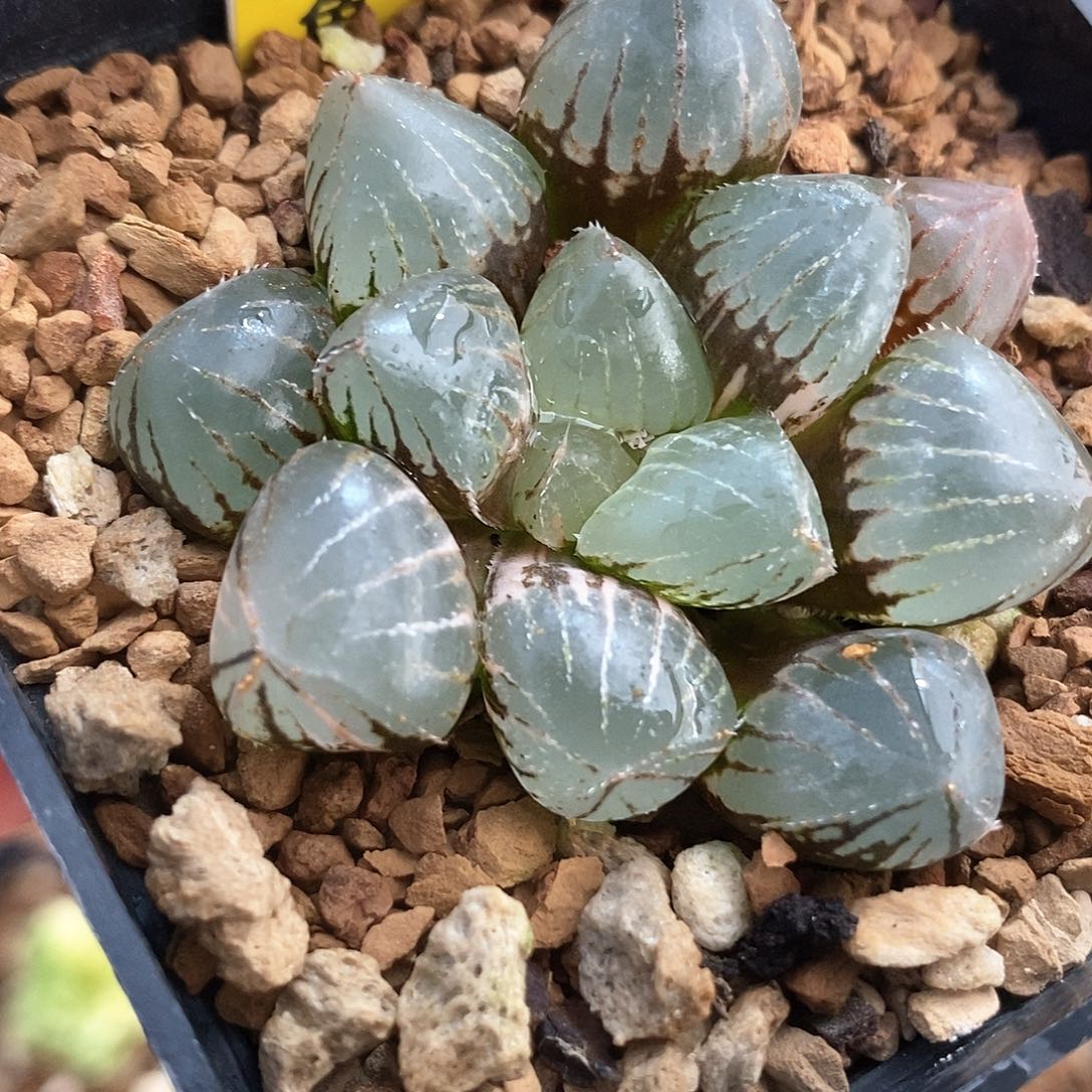 红陶224号糯玉露锦一物一拍