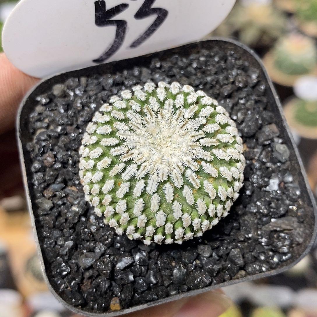 精巧殿3.2cm 53号
