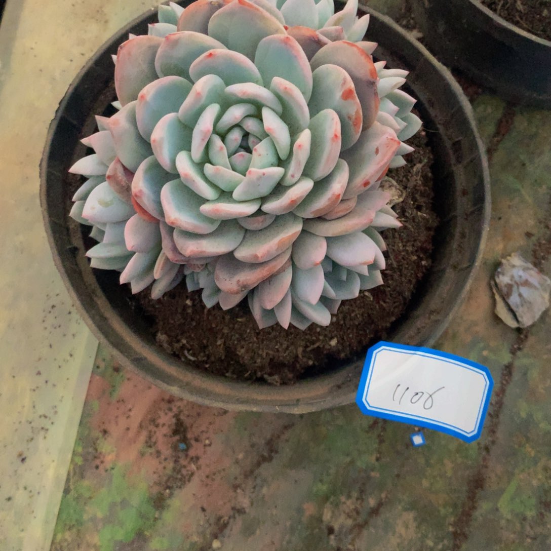 掐心橙群多肉植物