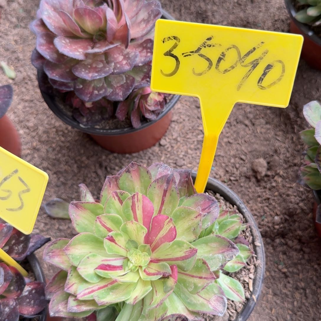 3-5090--+知否。知否？知否