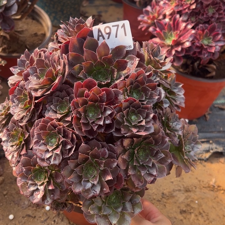 微瑕荷兰玫瑰多肉植物971.