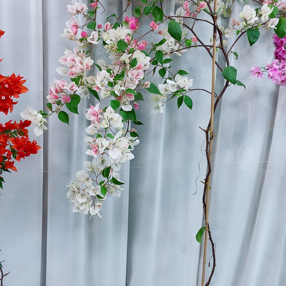 完全开放红樱1234