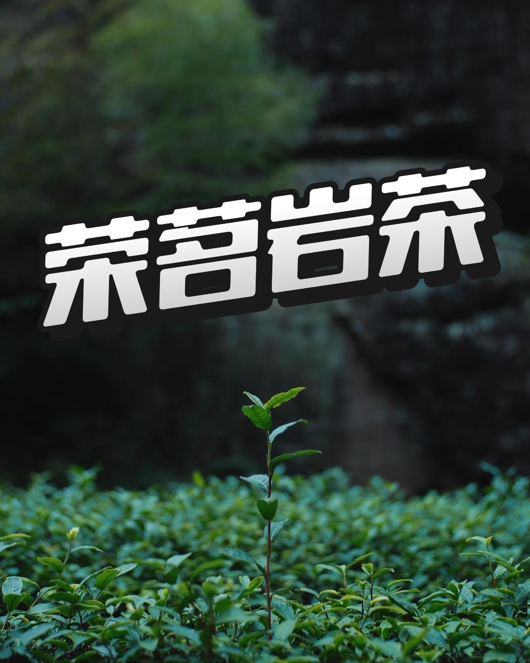 荣茗岩茶 改价链接888