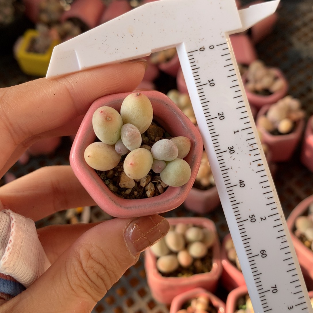 蛋黄奶 脱土发货哈