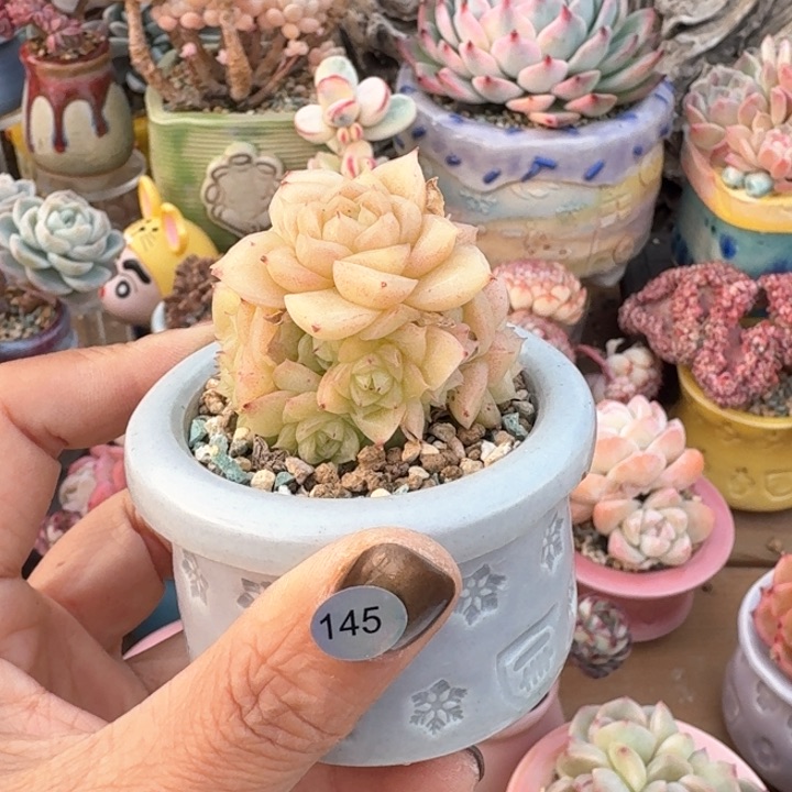 145 多肉含盆土 30远包邮 除偏远