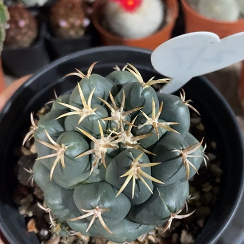 实生獠牙过年福利