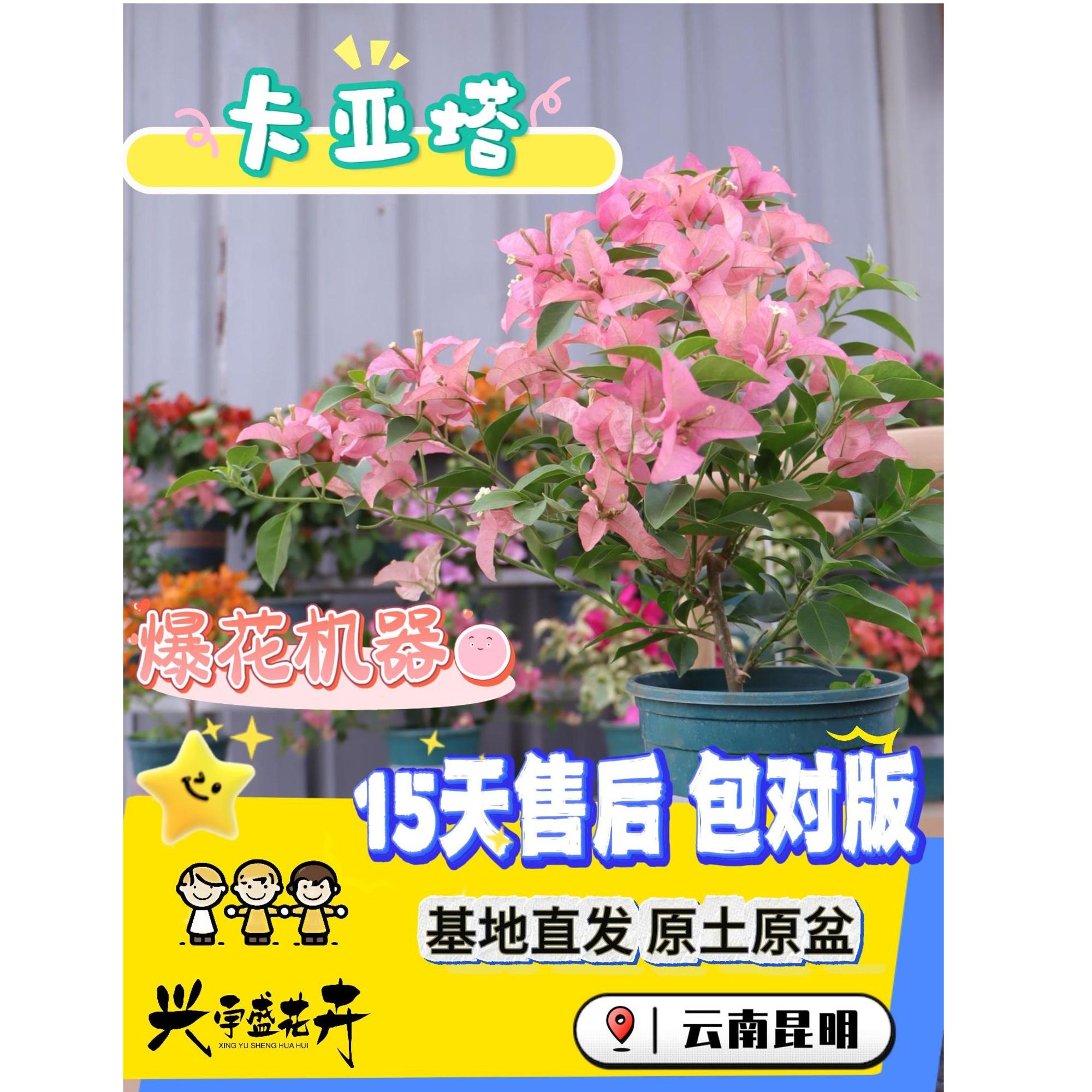 【卡亚塔】高级莫兰迪色系勤花分支多三角梅