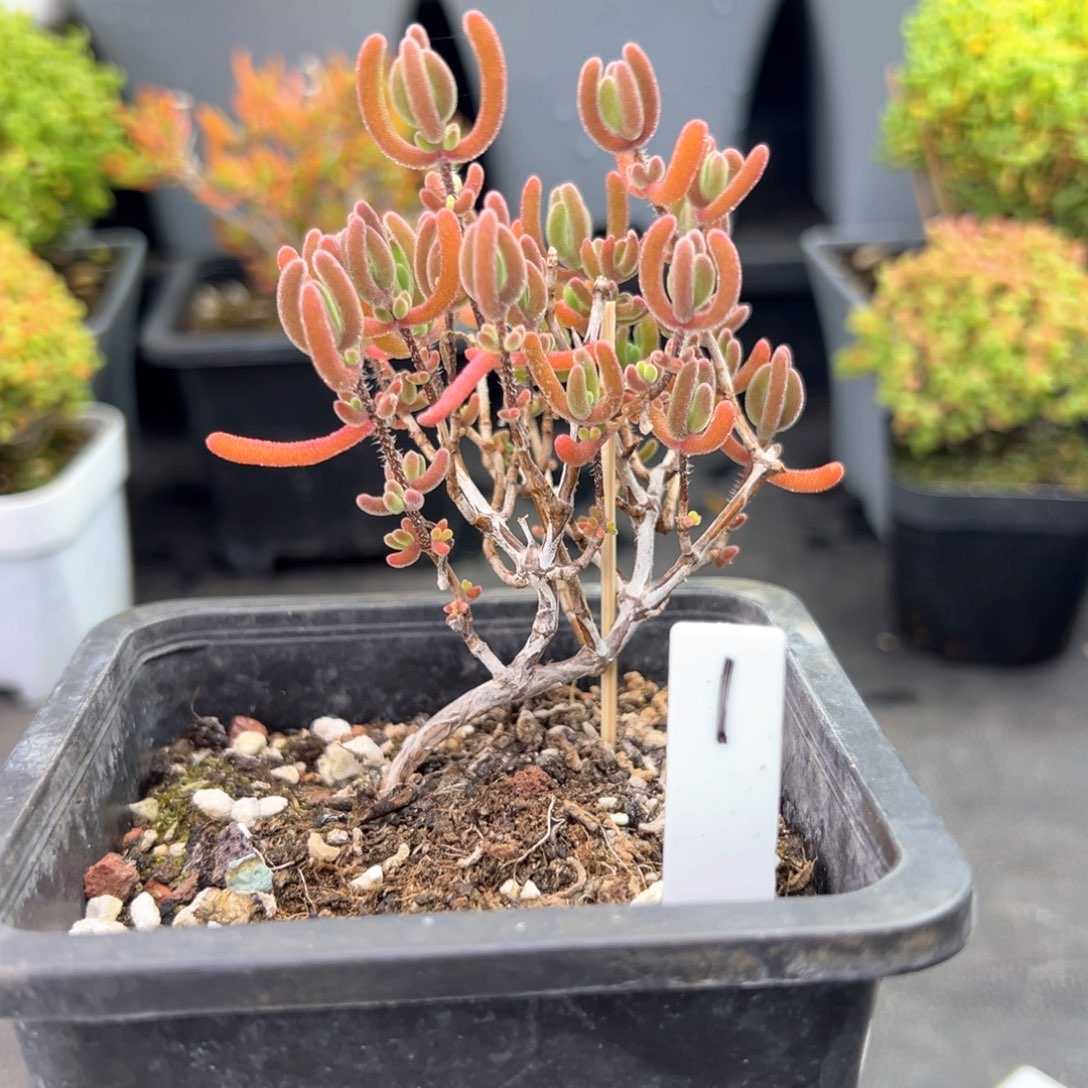 开播福利款红叶1号